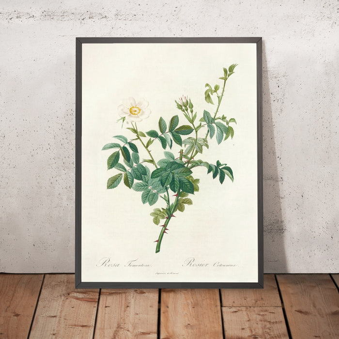 A framed image of Downy Rose (Rosa tomentosa) by Pierre Joseph Redouté, 1817