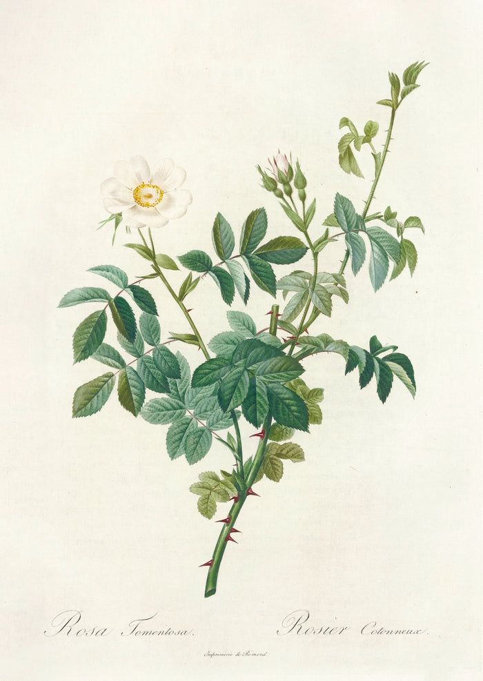 Downy Rose (Rosa tomentosa) by Pierre Joseph Redouté, 1817