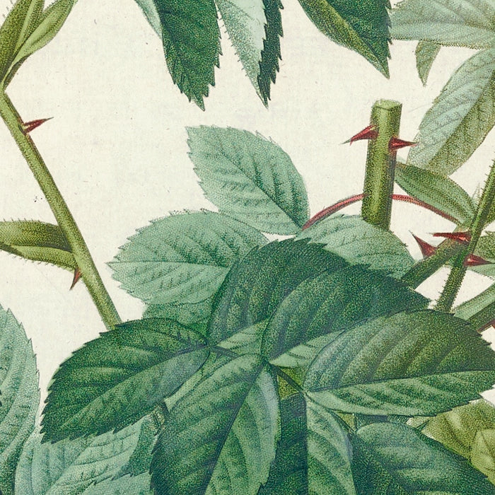 Downy Rose (Rosa tomentosa) by Pierre Joseph Redouté, 1817