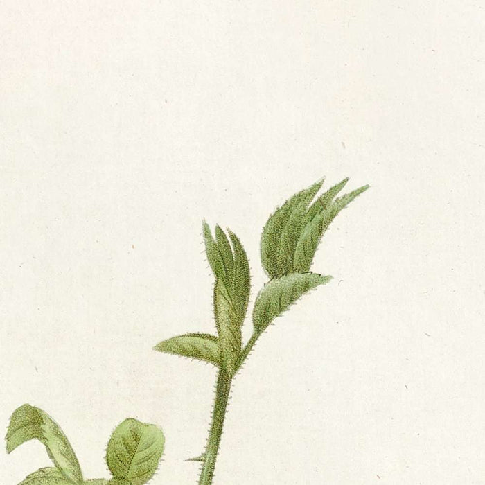 Downy Rose (Rosa tomentosa) by Pierre Joseph Redouté, 1817