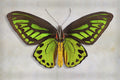Priams Birdwing - Art Prints by Richard Reynolds