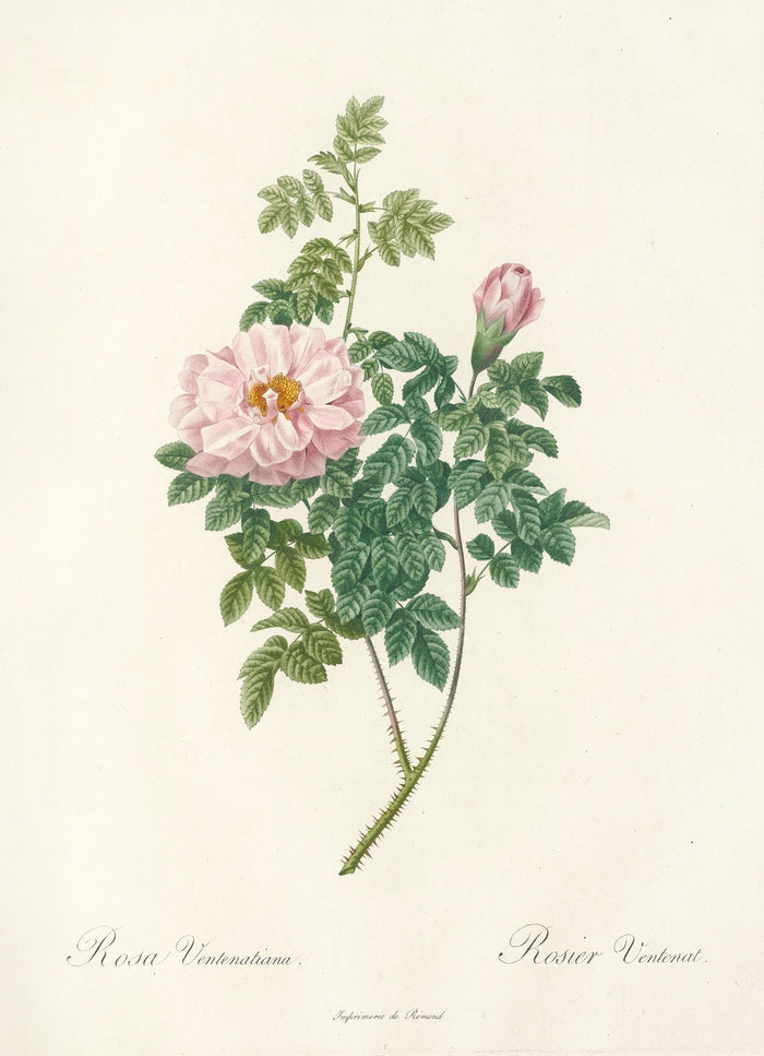 Rosa Ventenatiana by Pierre Joseph Redouté, 1817