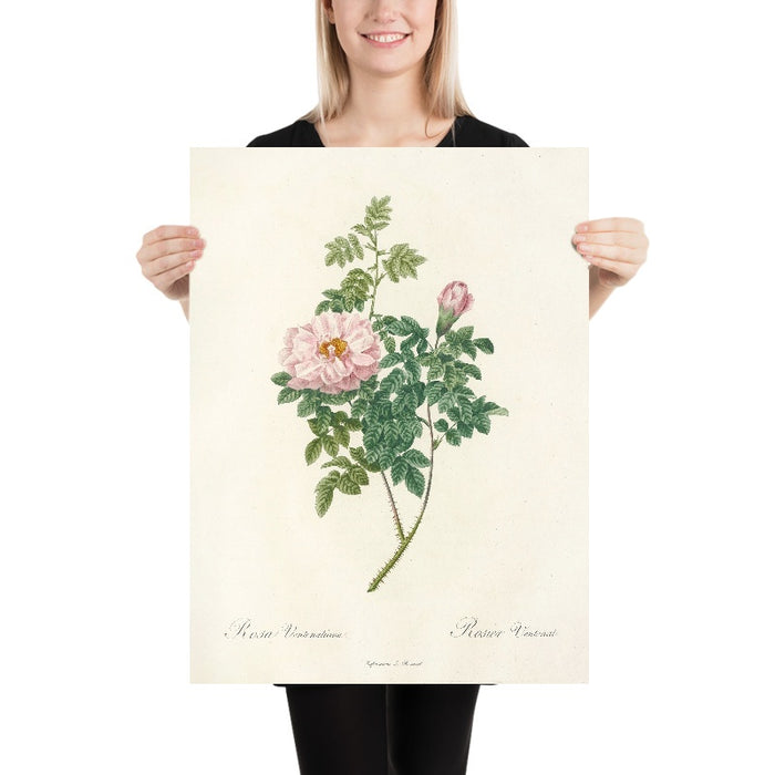 Rosa Ventenatiana by Pierre Joseph Redouté, 1817