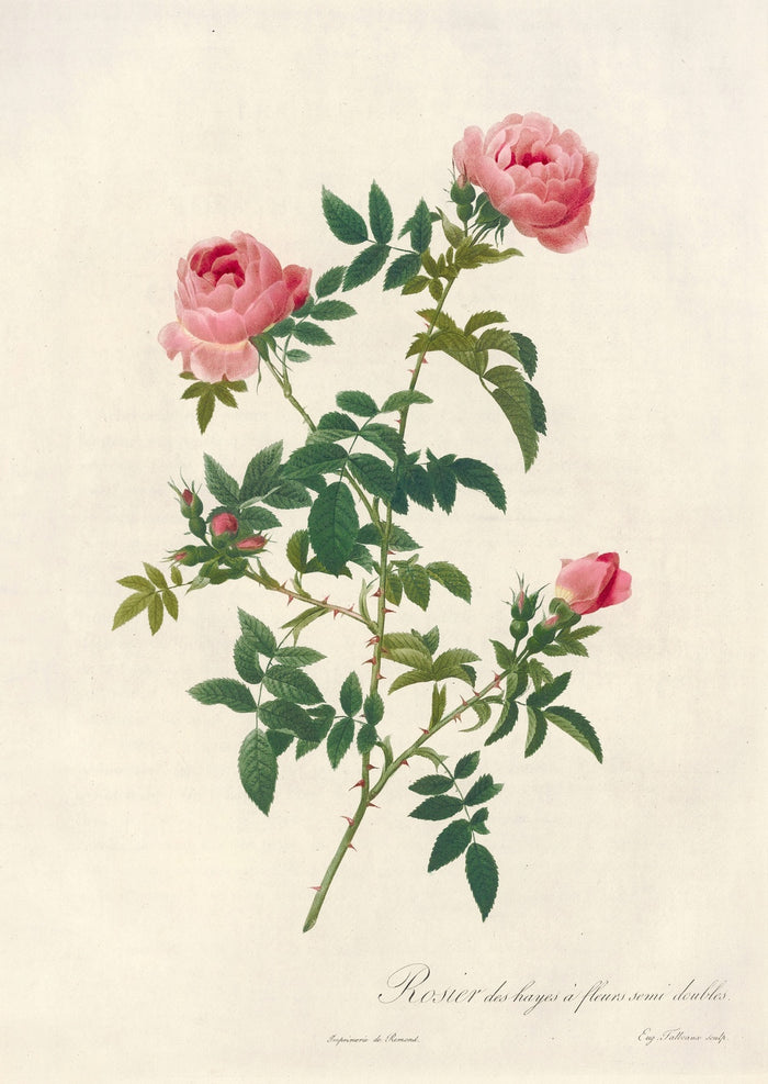 Semi-Double Hedge Rose (Rosa sepium flore submultiplici) by Pierre Joseph Redouté, 1817