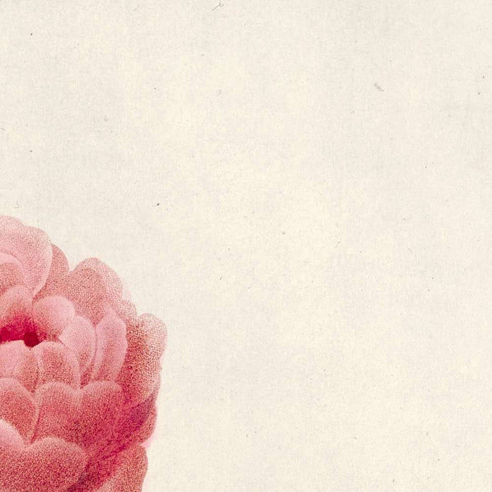 Semi-Double Hedge Rose (Rosa sepium flore submultiplici) by Pierre Joseph Redouté, 1817